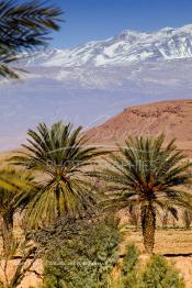 Image du Maroc Professionnelle de  Un Panorama de la ville de Ouarzazate qui se veut le Hollywood du Maroc, elle dispose de plusieurs studios déjà, Mardi 28 Décembre 2004. (Photo / Abdeljalil Bounhar)

